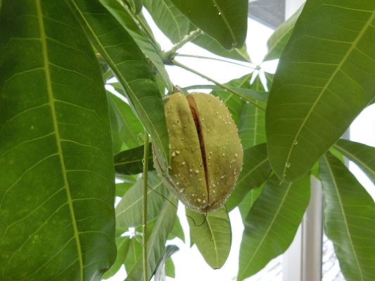 ブログ]パキラの実収穫しました！ - 北海道立サンピラーパーク｜名寄市